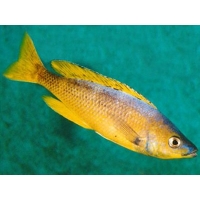 Cyprichromis Leptosoma gold 4-5cm